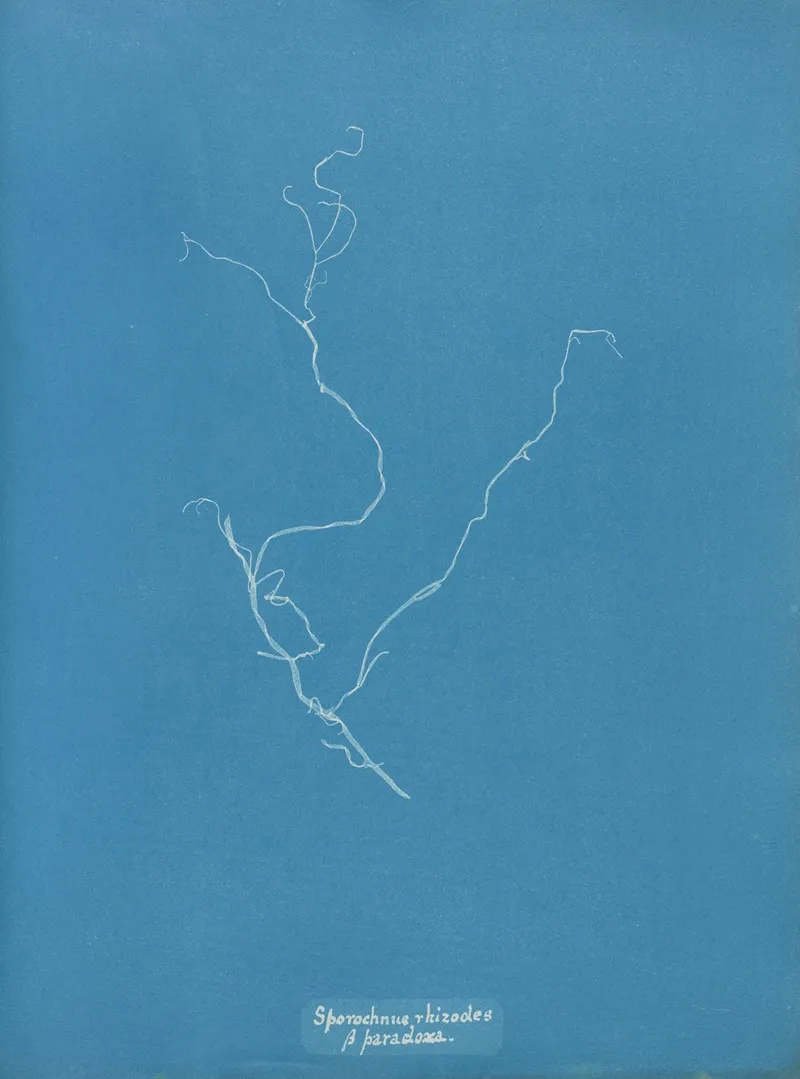 Sporochnus Rhizodes β Paradoxa Wall Art by Anna Atkins - High-Resolution Digital Print