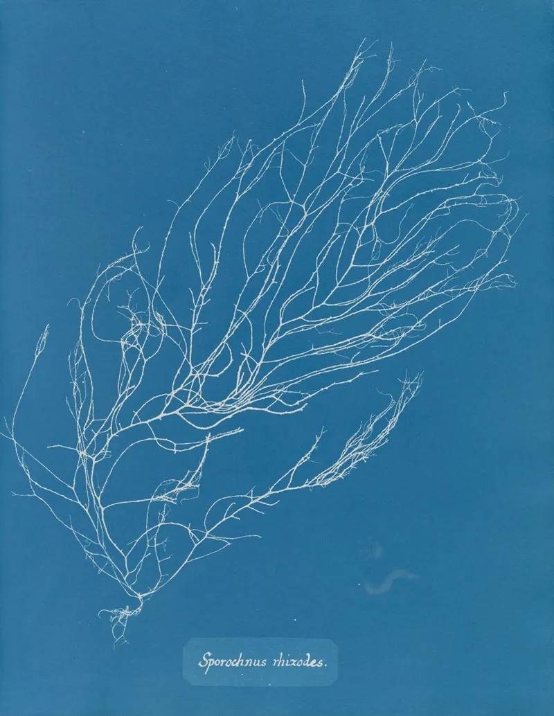 Sporochnus Rhizodes Wall Art by Anna Atkins - High-Resolution Digital Print