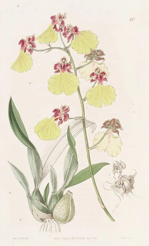 Spot Winged Oncidium Wall Art by Sydenham Edwards - High-Resolution Digital Print