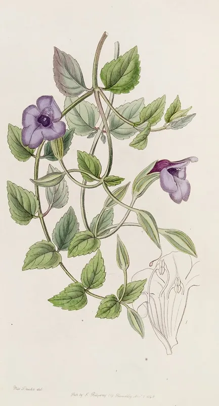 Spotless Violet Torenia Wall Art by Sydenham Edwards - High-Resolution Digital Print