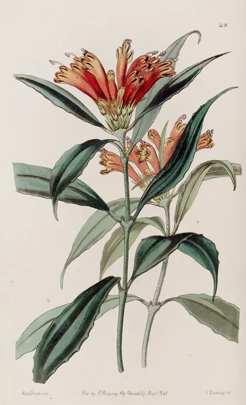 Spotted Blush Wort Wall Art by Sydenham Edwards - High-Resolution Digital Print
