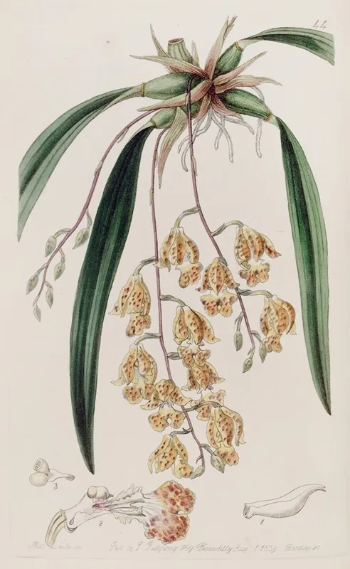 Spotted Burlingtonia Wall Art by Sydenham Edwards - High-Resolution Digital Print
