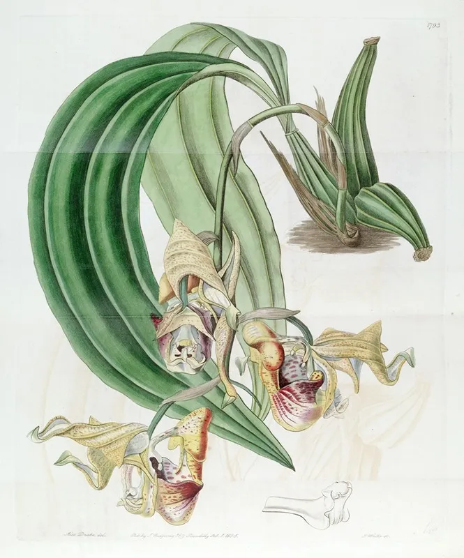 Spotted Coryanthes Wall Art by Sydenham Edwards - High-Resolution Digital Print