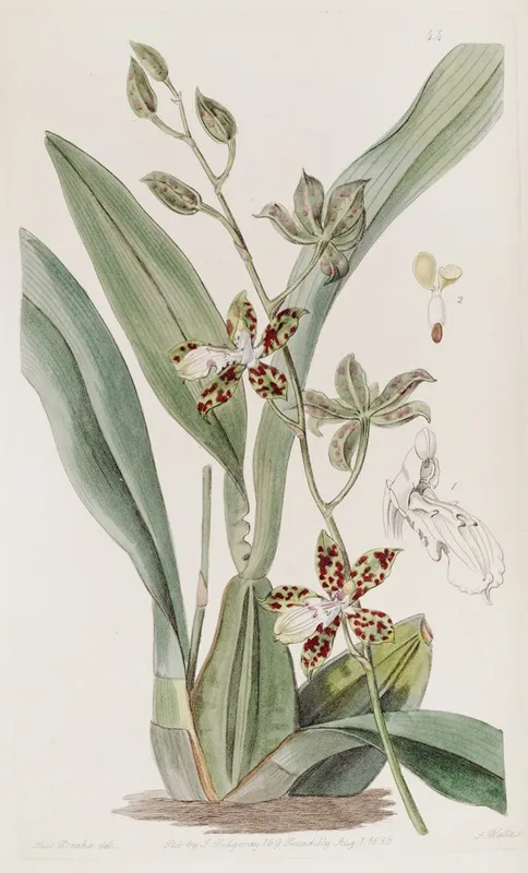 Spotted Cyrtochilum Wall Art by Sydenham Edwards - High-Resolution Digital Print