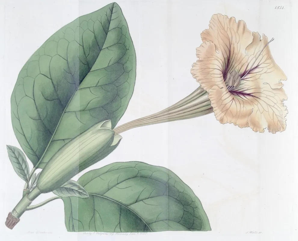 Spotted Flowered Solandra Wall Art by Sydenham Edwards - High-Resolution Digital Print