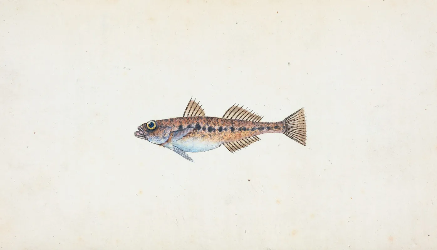 Spotted Goby Gobius Minutus Wall Art by Edward Donovan - High-Resolution Digital Print