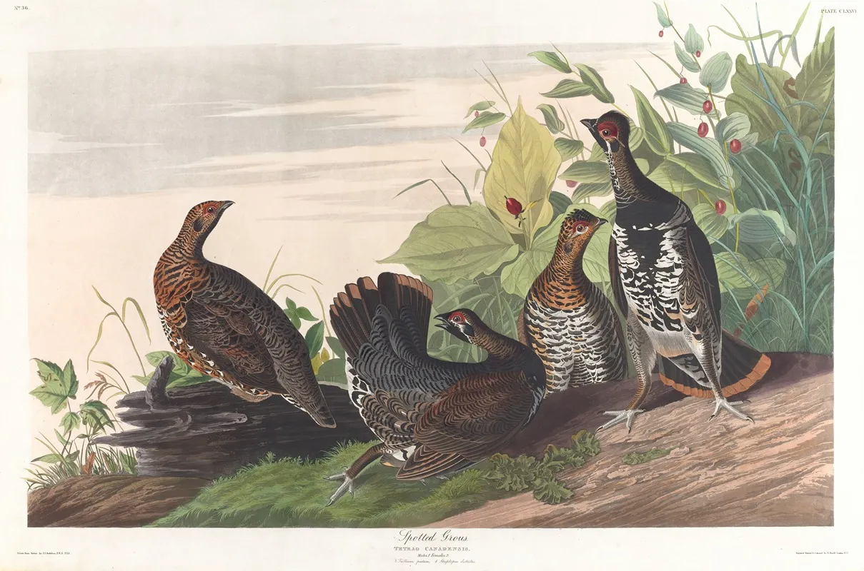 Spotted Grous Wall Art by John James Audubon - High-Resolution Digital Print