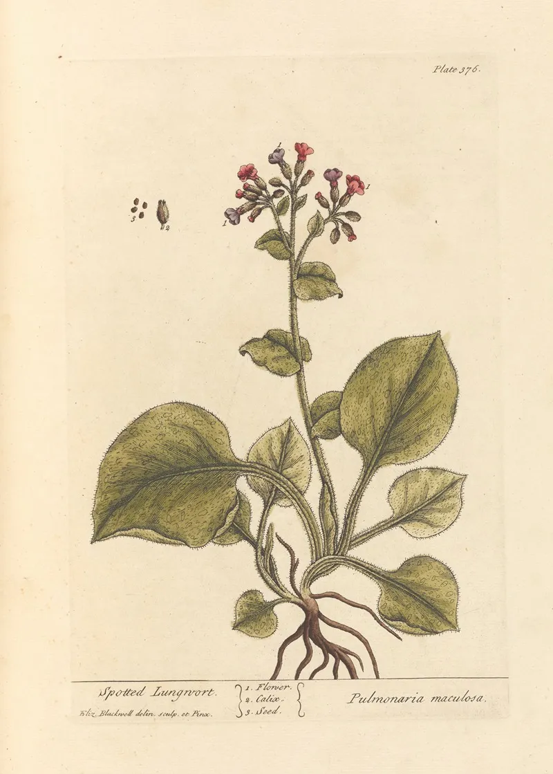 Spotted Lungwort Wall Art by Elizabeth Blackwell - High-Resolution Digital Print