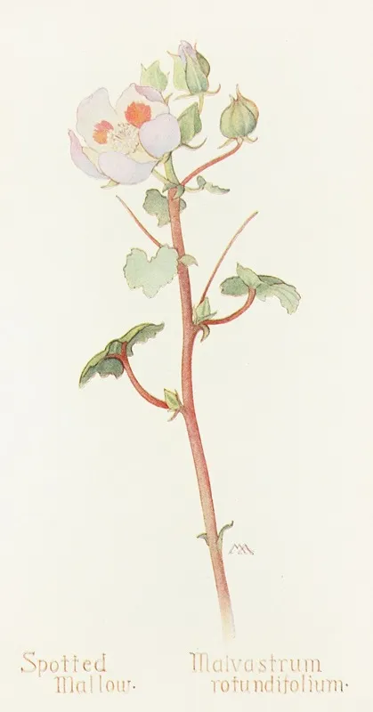 Spotted Mallow Wall Art by Margaret Armstrong - High-Resolution Digital Print