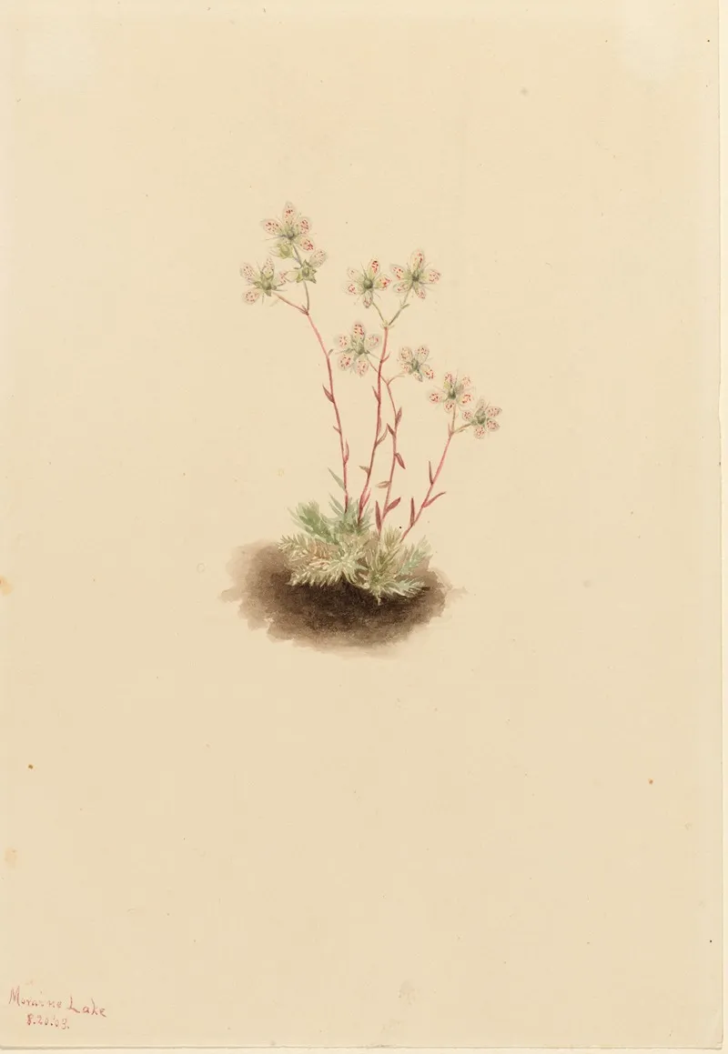 Spotted Saxifrage Saxifraga Bronchialis 2