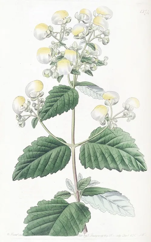 Spreading Calceolaria Wall Art by Sydenham Edwards - High-Resolution Digital Print