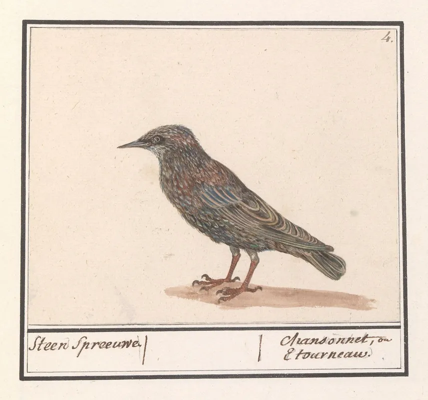 Spreeuw Sturnus Vulgaris 2 Wall Art by Anselmus Boëtius de Boodt - High-Resolution Digital Print