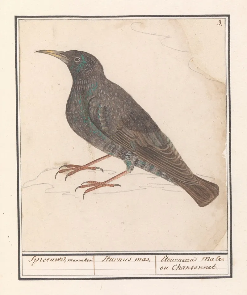 Spreeuw Sturnus Vulgaris 3 Wall Art by Anselmus Boëtius de Boodt - High-Resolution Digital Print