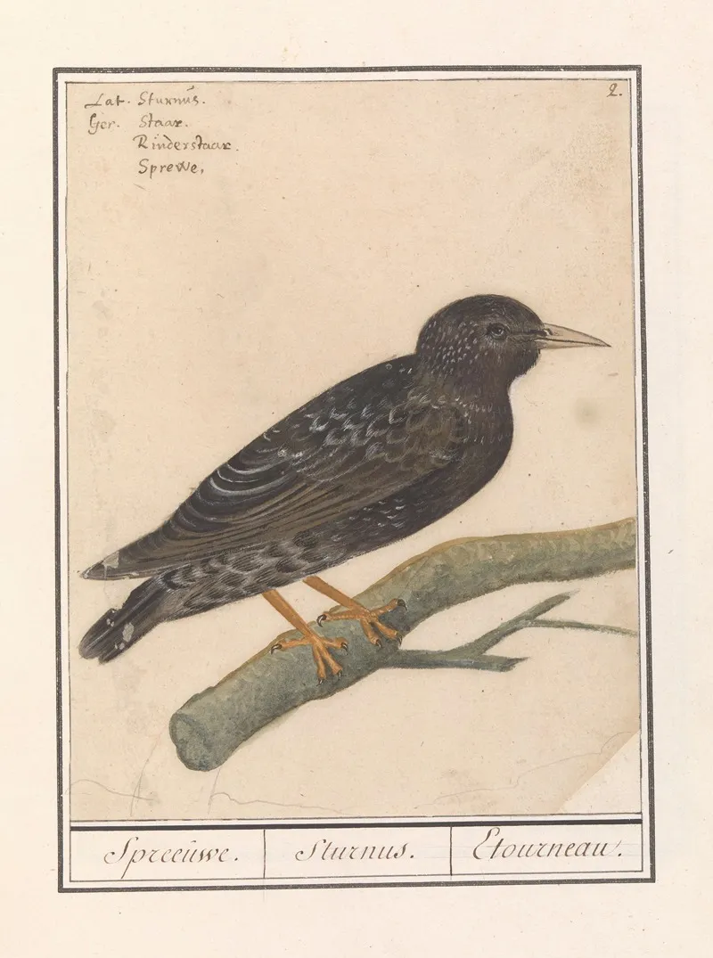 Spreeuw Sturnus Vulgaris Wall Art by Anselmus Boëtius de Boodt - High-Resolution Digital Print