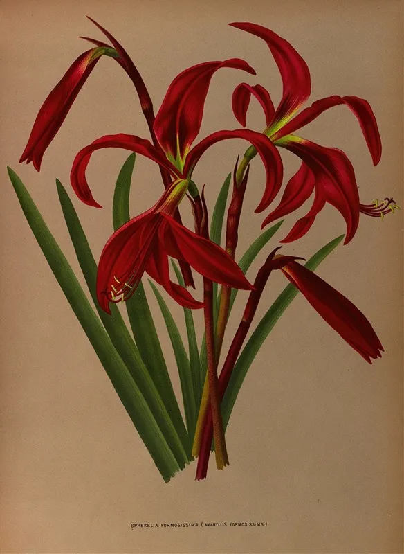 Sprekelia Formosissima Amaryllis Formosissima Wall Art by Arentina Hendrica Arendsen - High-Resolution Digital Print