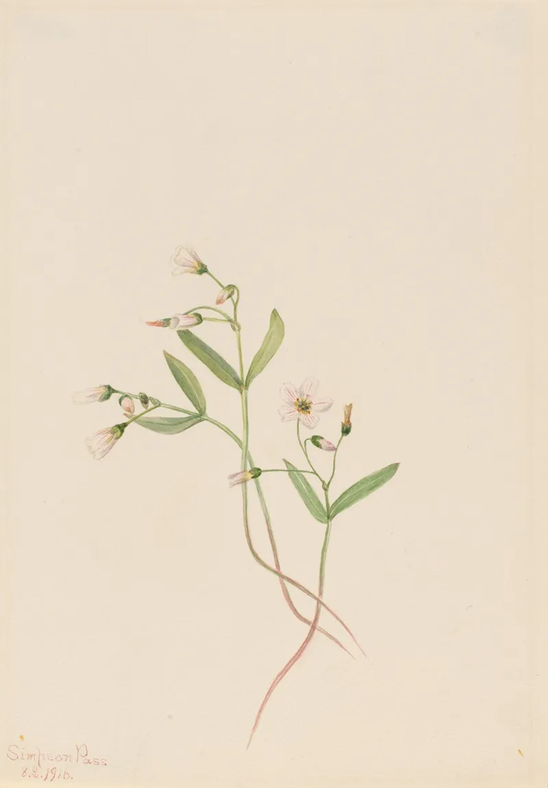 Spring Beauty Claytonia Lanceolata