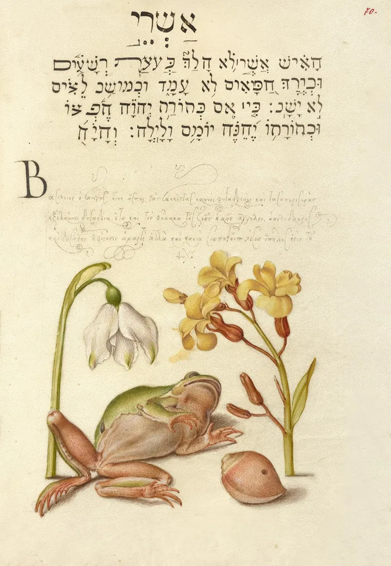 Spring Snowflake Tree Frog Wallflower And Marine Mollusk