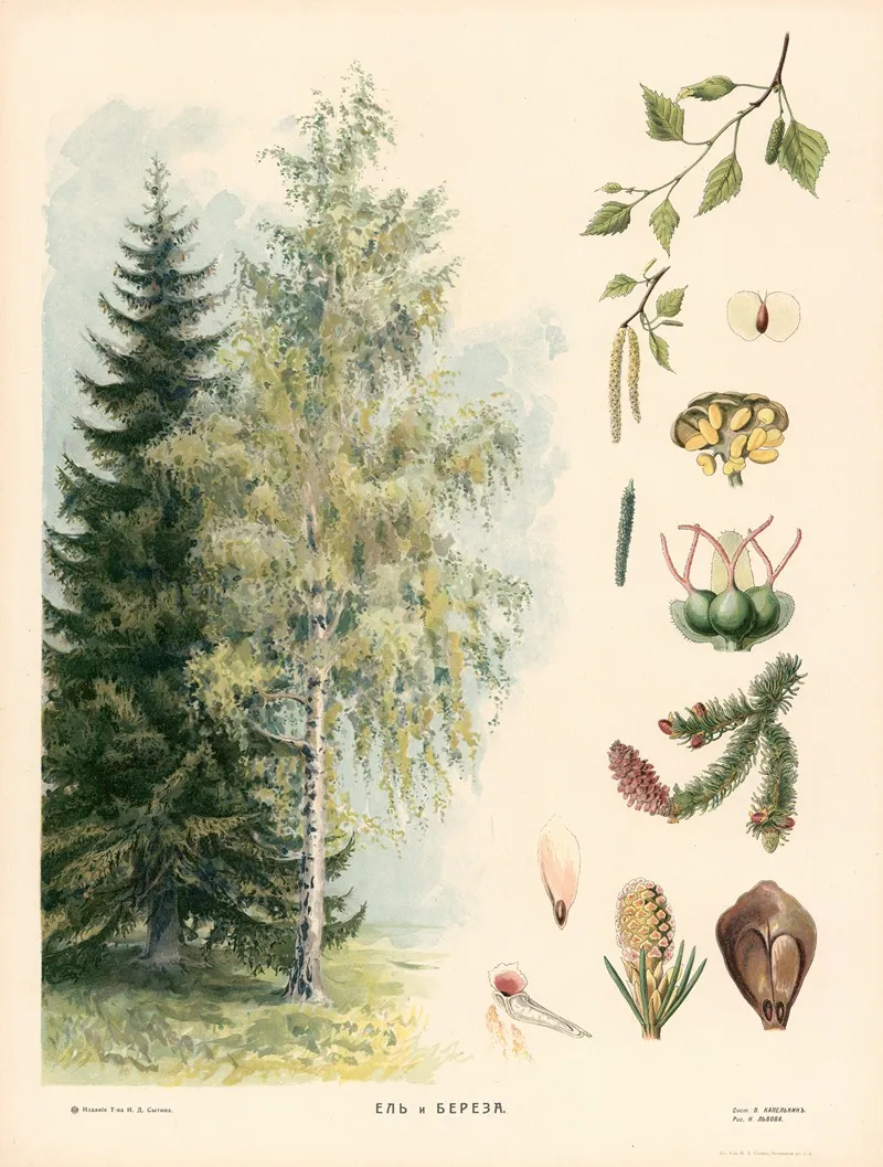 Spruce And Birch Wall Art by T-va I. D. Sytina - High-Resolution Digital Print