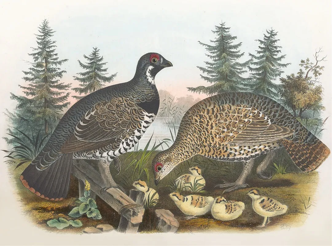 Spruce Grouse Wall Art by Daniel Giraud Elliot - High-Resolution Digital Print