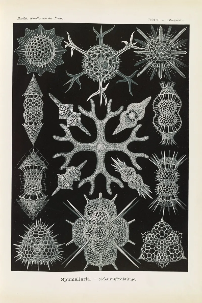 Spumellaria Schaumstrahlinge Wall Art by Ernst Haeckel - High-Resolution Digital Print
