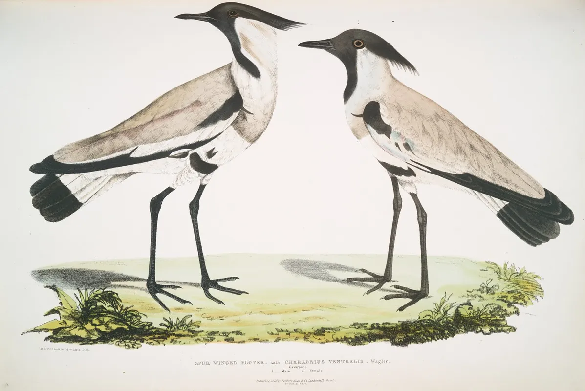 Spur Winged Plover Charadrius Ventralis Male And Female