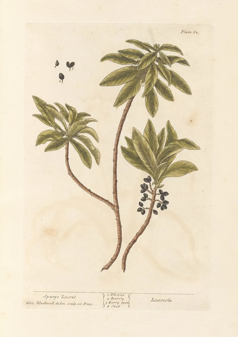 Spurge Laurel Wall Art by Elizabeth Blackwell - High-Resolution Digital Print