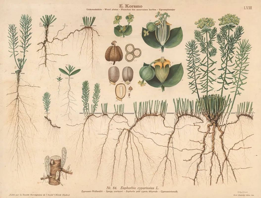 Spurge Wartwort Wall Art by Knut Quelprud - High-Resolution Digital Print