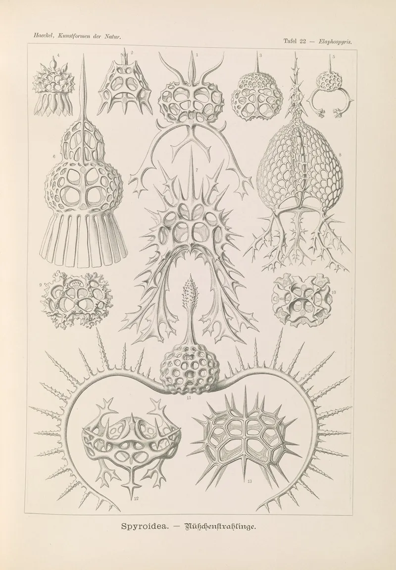 Spyroidea Nukchenstrahlinge Wall Art by Ernst Haeckel - High-Resolution Digital Print