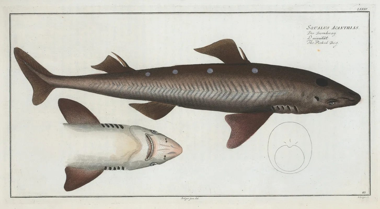 Squalus Acanthias The Picked Dog Wall Art by Marcus Elieser Bloch - High-Resolution Digital Print