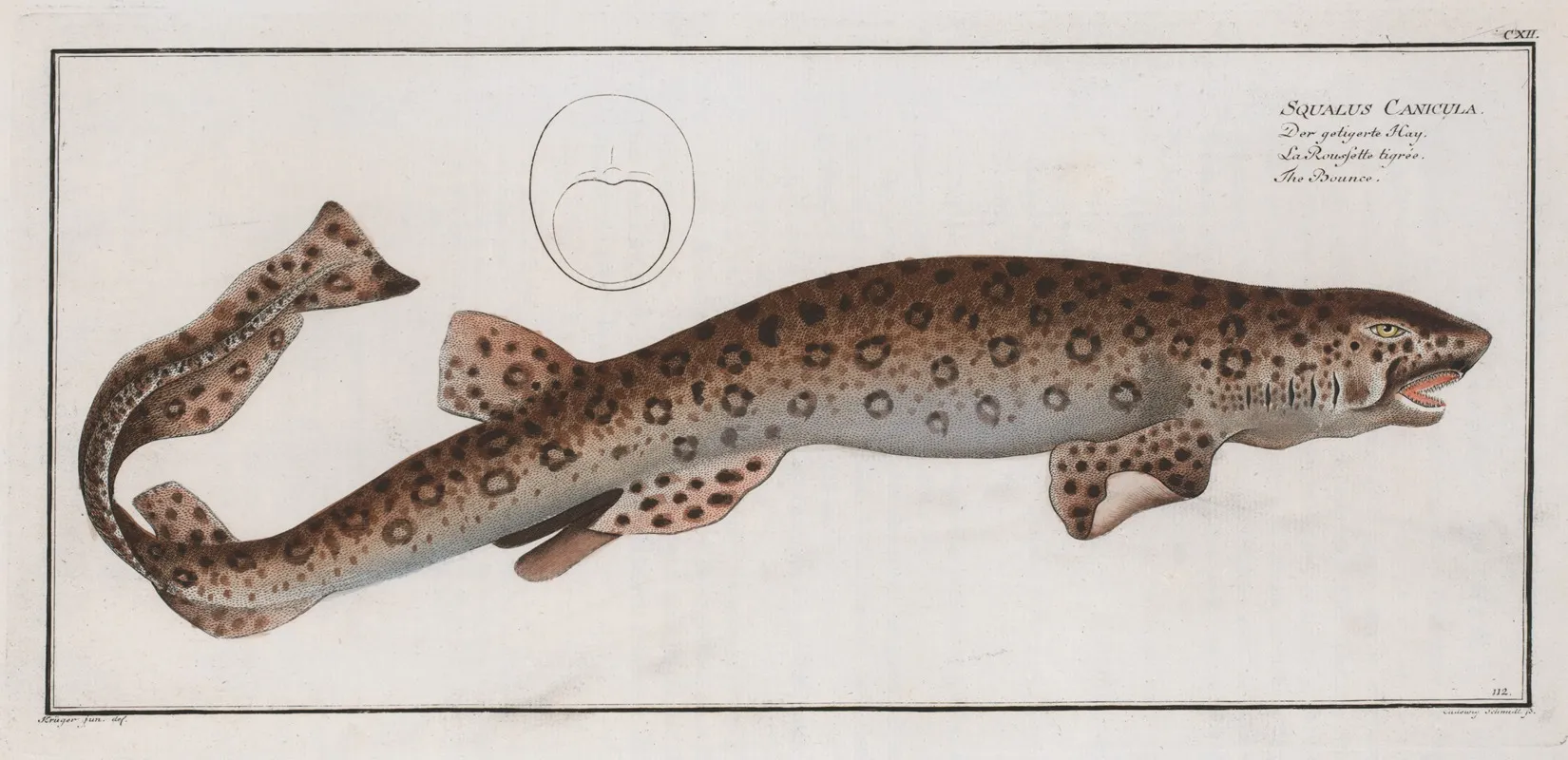 Squalus Canicula The Bounce Wall Art by Marcus Elieser Bloch - High-Resolution Digital Print