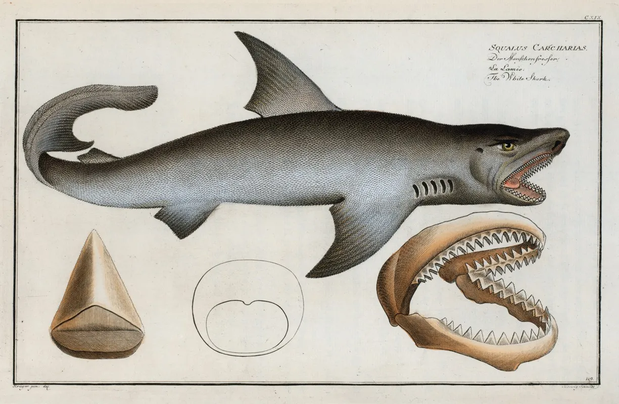 Squalus Carcharias The White Shark Wall Art by Marcus Elieser Bloch - High-Resolution Digital Print