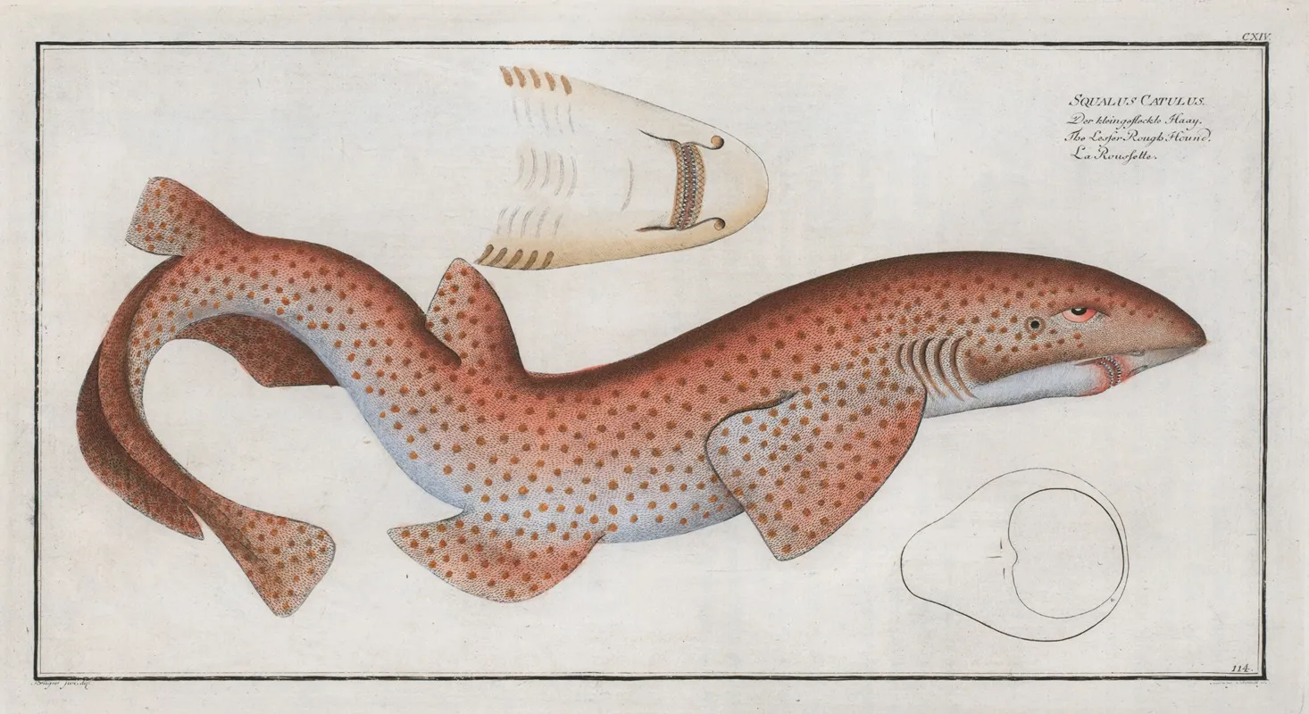 Squalus Catulus The Lesser Rough Flound Wall Art by Marcus Elieser Bloch - High-Resolution Digital Print