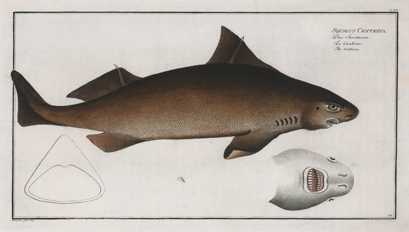 Squalus Centrina The Centrina Wall Art by Marcus Elieser Bloch - High-Resolution Digital Print