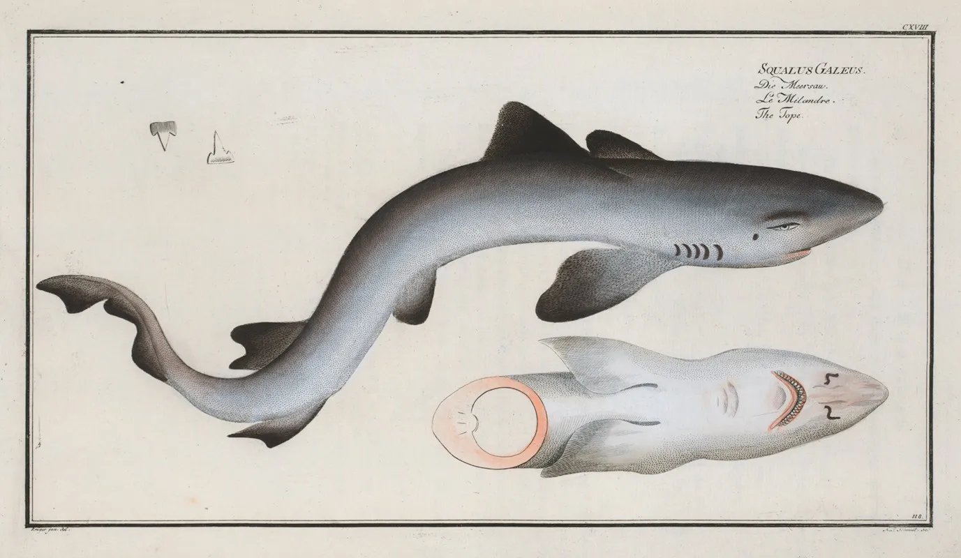 Squalus Galeus The Tope Wall Art by Marcus Elieser Bloch - High-Resolution Digital Print