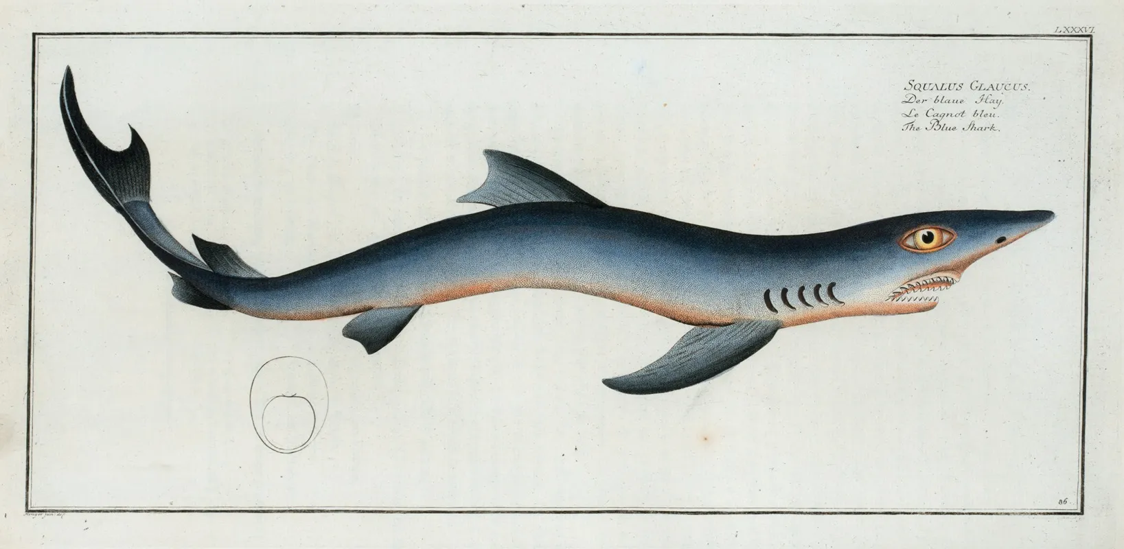 Squalus Glaucus The Blue Shark Wall Art by Marcus Elieser Bloch - High-Resolution Digital Print