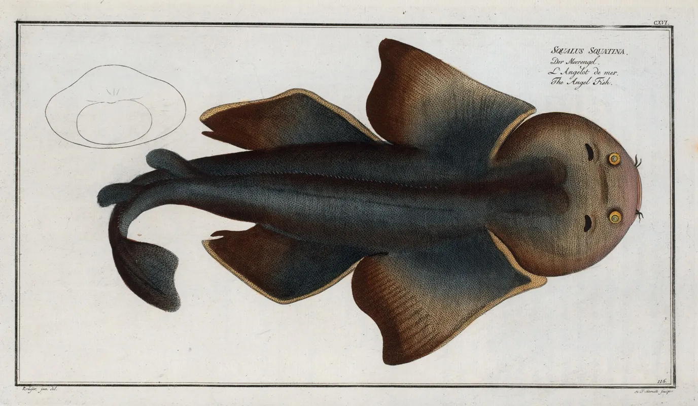 Squalus Squatina The Angel Fish Wall Art by Marcus Elieser Bloch - High-Resolution Digital Print