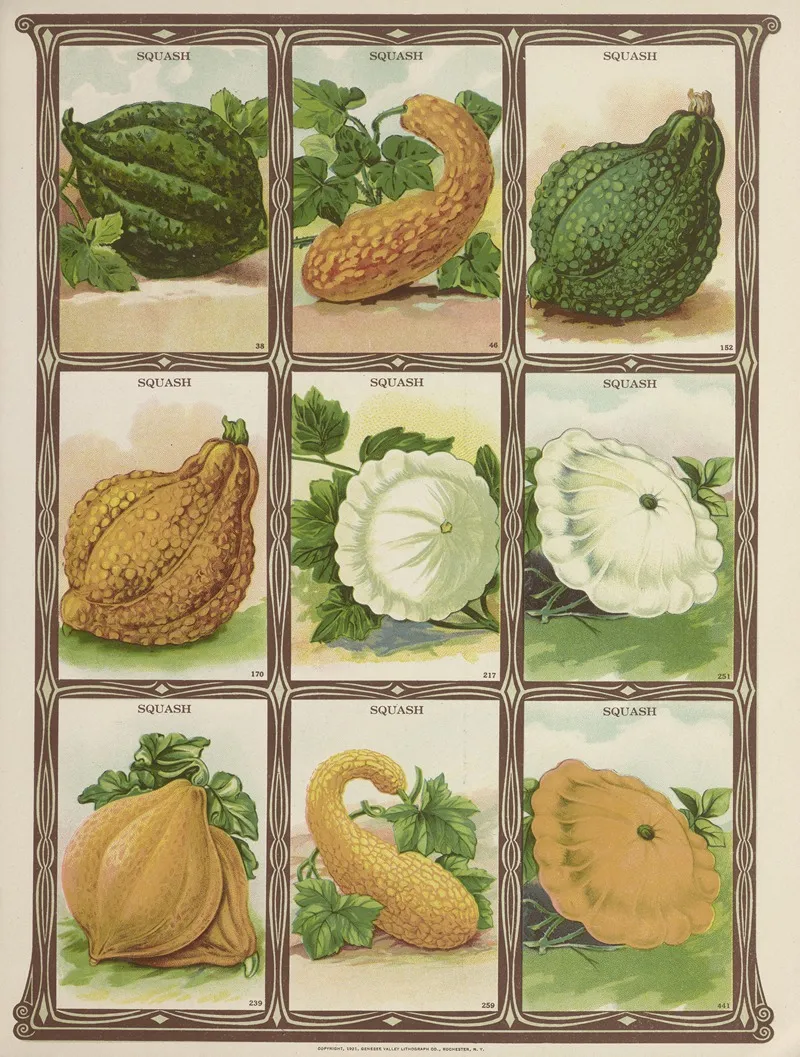 Squash Wall Art by Genesee Valley Lithograph Co. - High-Resolution Digital Print