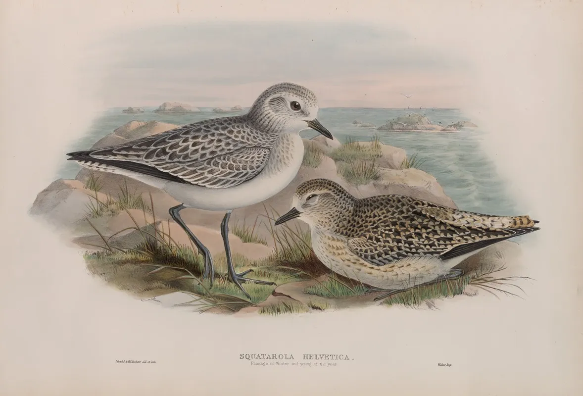 Squatarola Helvetica Plumage Of Winter And Young Of The Year Wall Art by John Gould - High-Resolution Digital Print