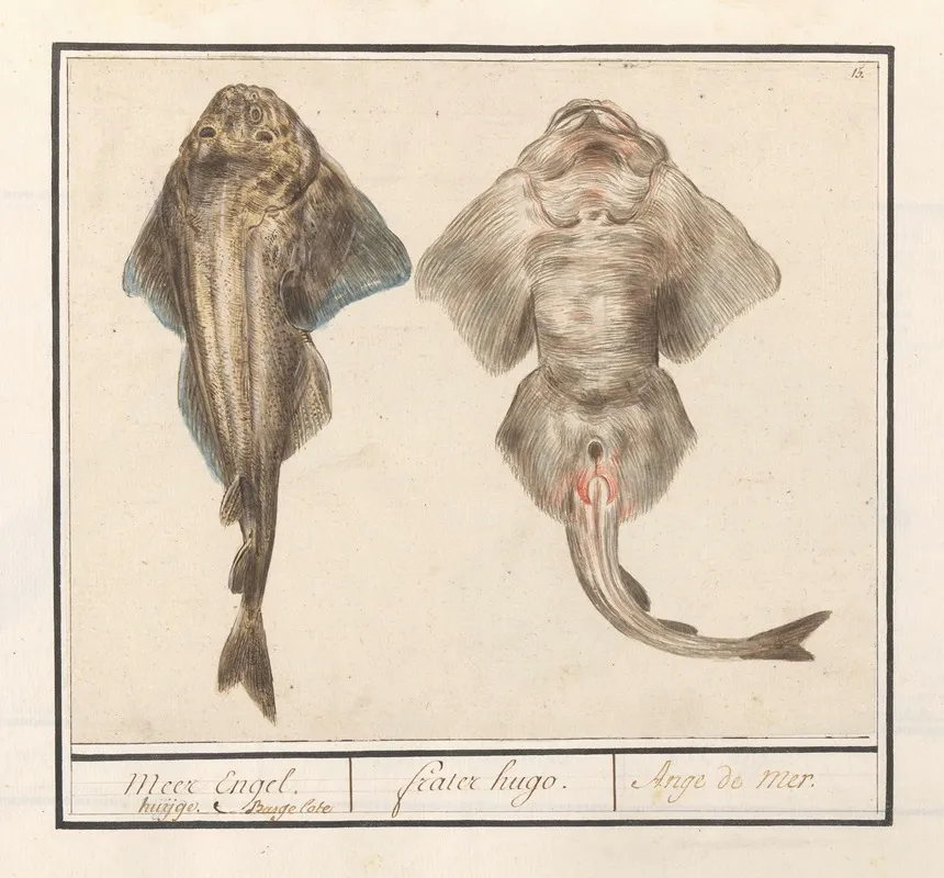 Squatina Of Vioolrog Rhinobatidae Meer Engel Huijge Bargelote Frater Hugo Ange De Mer Wall Art by Anselmus Boëtius de Boodt - High-Resolution Digital Print