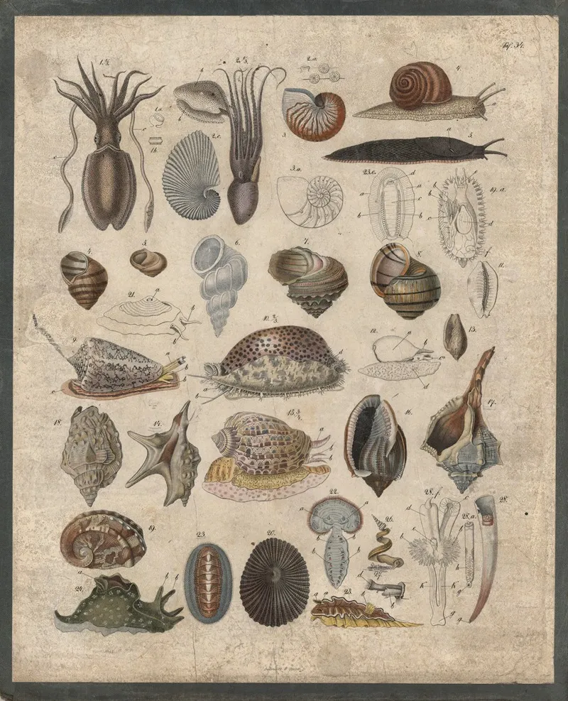 Squid Snails Etc Wall Art by B. Wienker - High-Resolution Digital Print