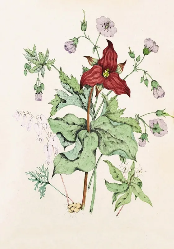 Squirrel Corn Purple Trillium Wild Cranes Bill Star Flower Chickweed Wall Art by Agnes Fitzgibbon - High-Resolution Digital Print