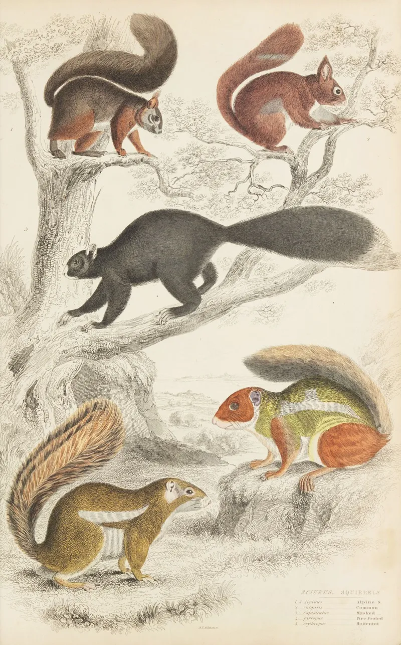 Squirrels 3 Wall Art by William MacGillivray - High-Resolution Digital Print