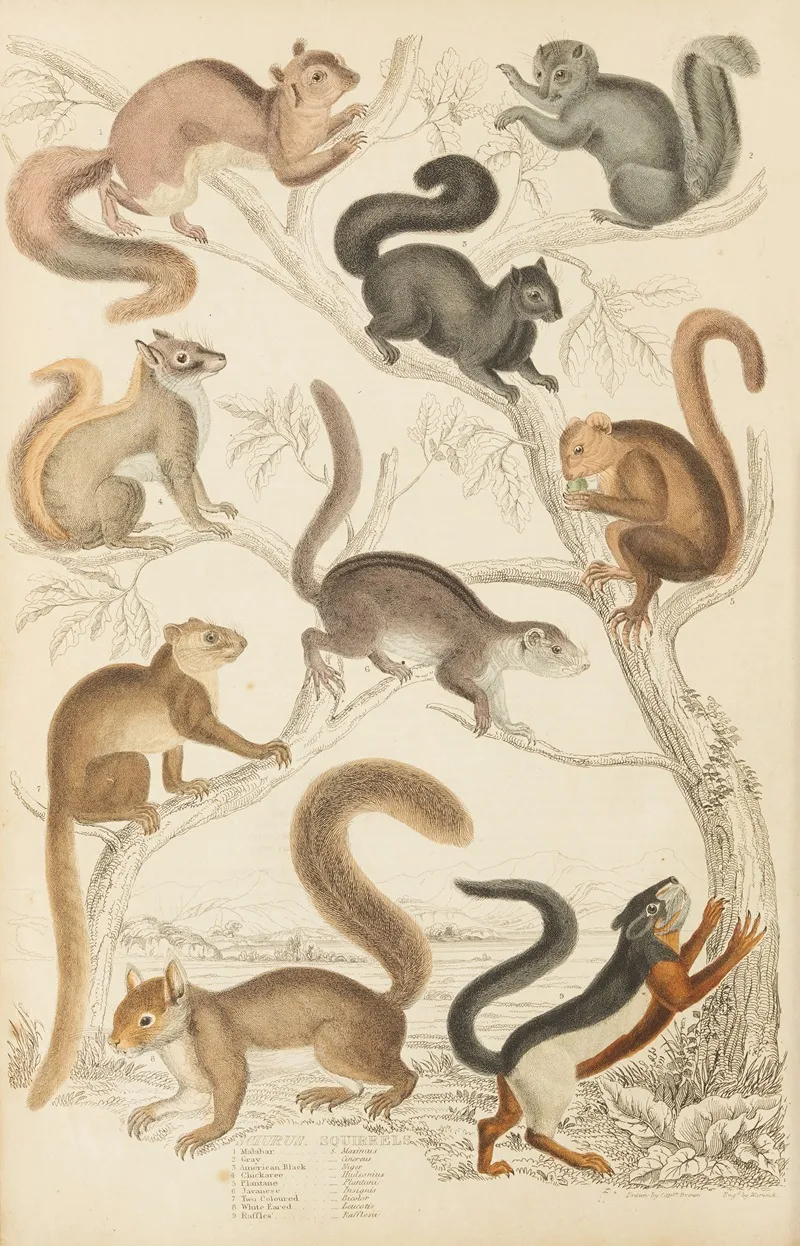 Squirrels Wall Art by William MacGillivray - High-Resolution Digital Print