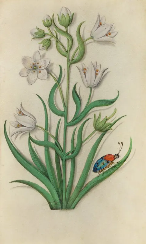 St Bernards Lily Anthericum Liliago With A Blue Ladybeetle Wall Art by Master of Claude de France - High-Resolution Digital Print