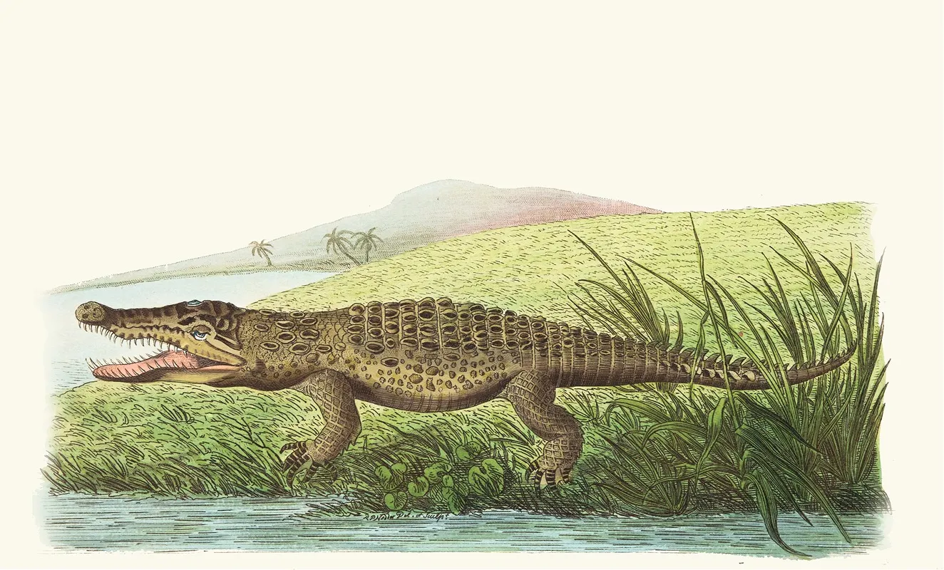 St Domingo Crocodile Wall Art by George Shaw - High-Resolution Digital Print