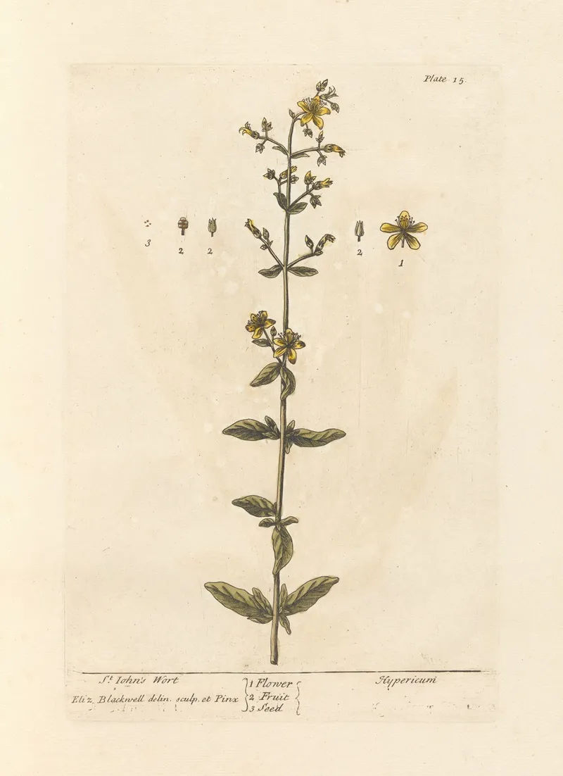 St Johns Wort Wall Art by Elizabeth Blackwell - High-Resolution Digital Print