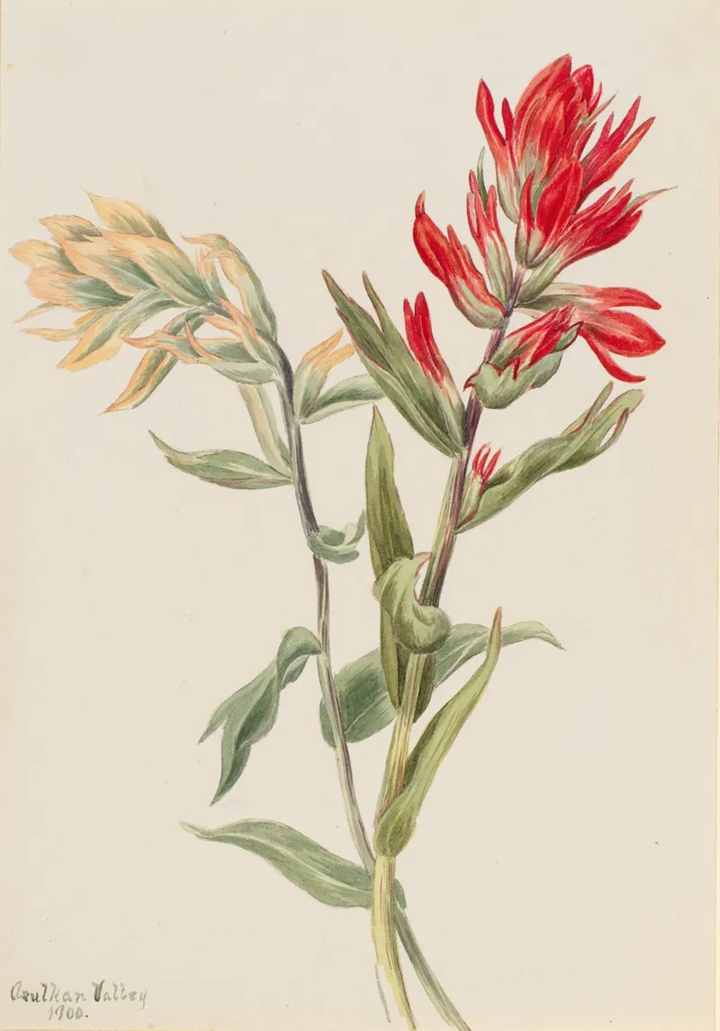 Stachys Palustria