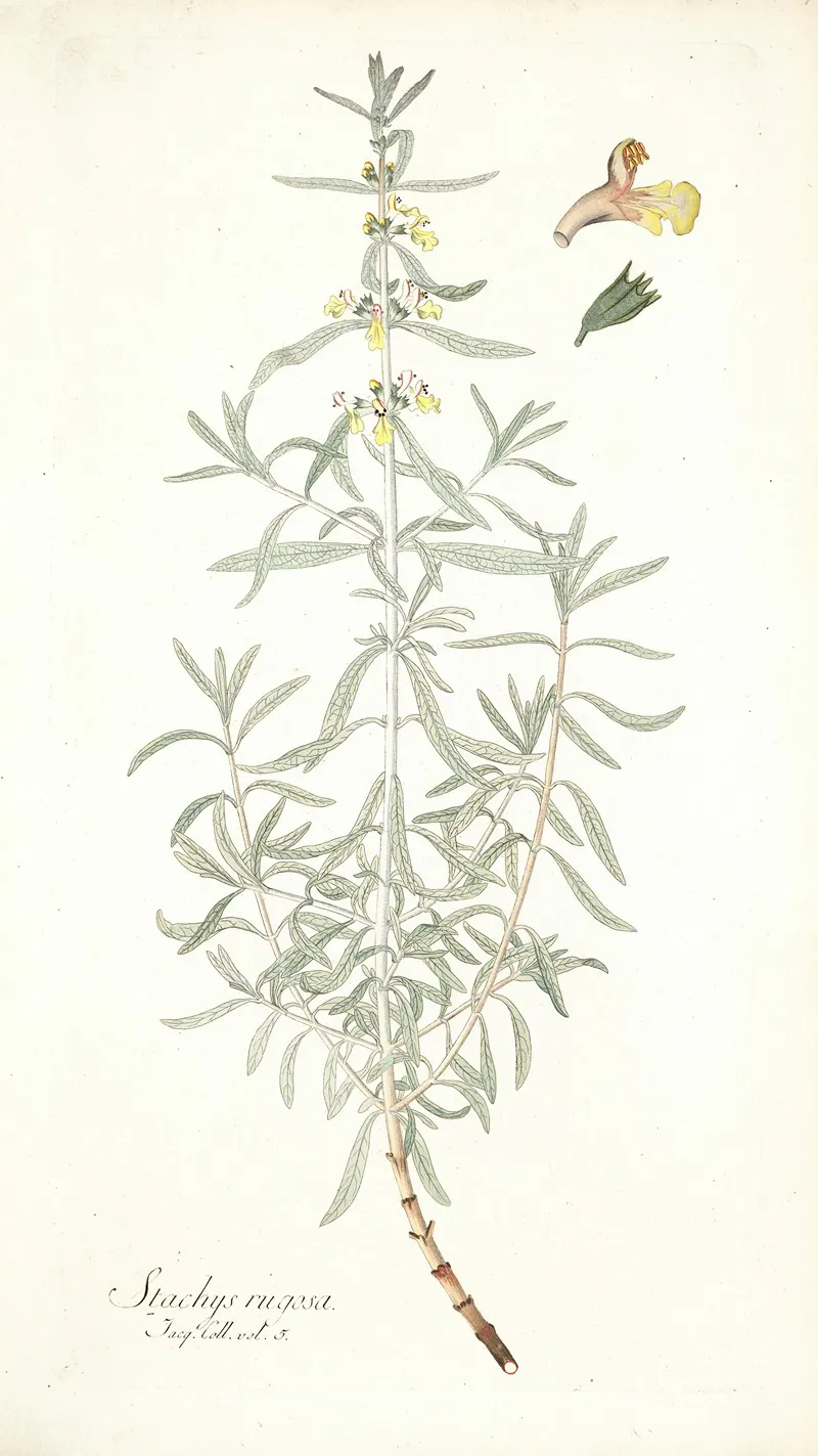 Stachys Rugosa Wall Art by Nikolaus Joseph Freiherr von Jacquin - High-Resolution Digital Print