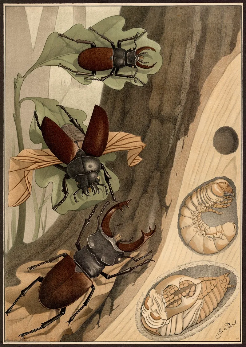 Stag Beetle 2 Wall Art by G. Pascal - High-Resolution Digital Print