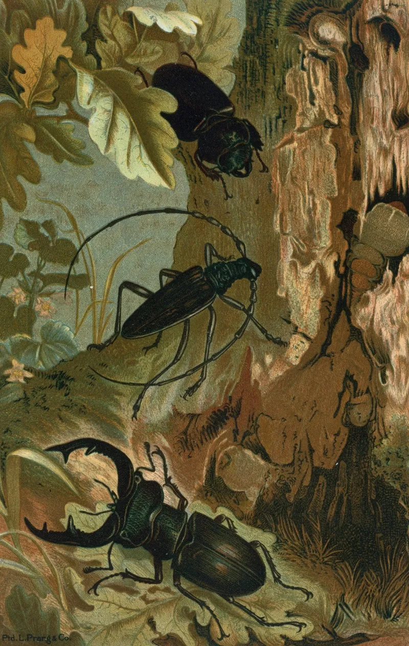 Stag Beetle And Longicorn Beetle Wall Art by John George Wood - High-Resolution Digital Print